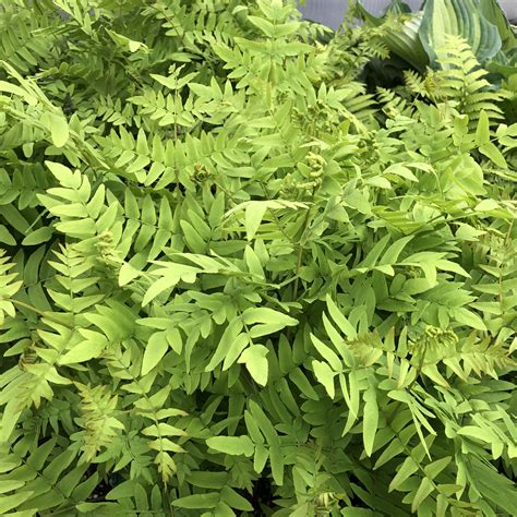 where to find royal ferns.